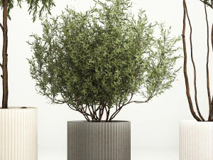 Decorative trees in flowerpots Olive and Elaeagnus 221 3D Model