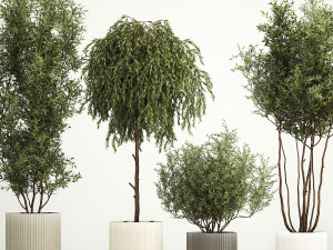 Decorative trees in flowerpots Olive and Elaeagnus 221 3D मॉडल