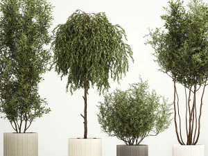 Decorative trees in flowerpots Olive and Elaeagnus 221 3D Model