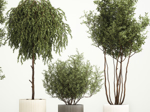Decorative trees in flowerpots Olive and Elaeagnus 221 3D मॉडल