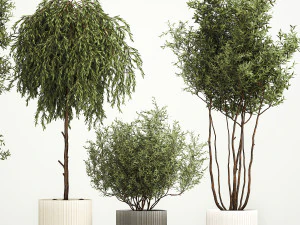 Decorative trees in flowerpots Olive and Elaeagnus 221 3D Model