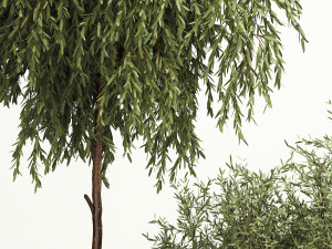 Decorative trees in flowerpots Olive and Elaeagnus 221 3D मॉडल