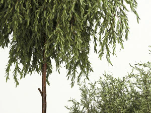 Decorative trees in flowerpots Olive and Elaeagnus 221 3D Model