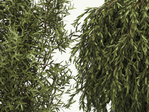 Decorative trees in flowerpots Olive and Elaeagnus 221 3D मॉडल