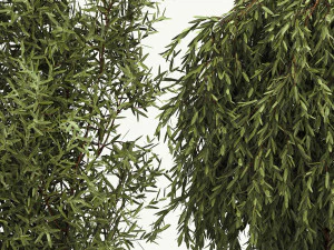 Decorative trees in flowerpots Olive and Elaeagnus 221 3D Model