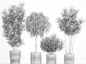 Decorative trees in flowerpots Olive and Elaeagnus 221 3D Model