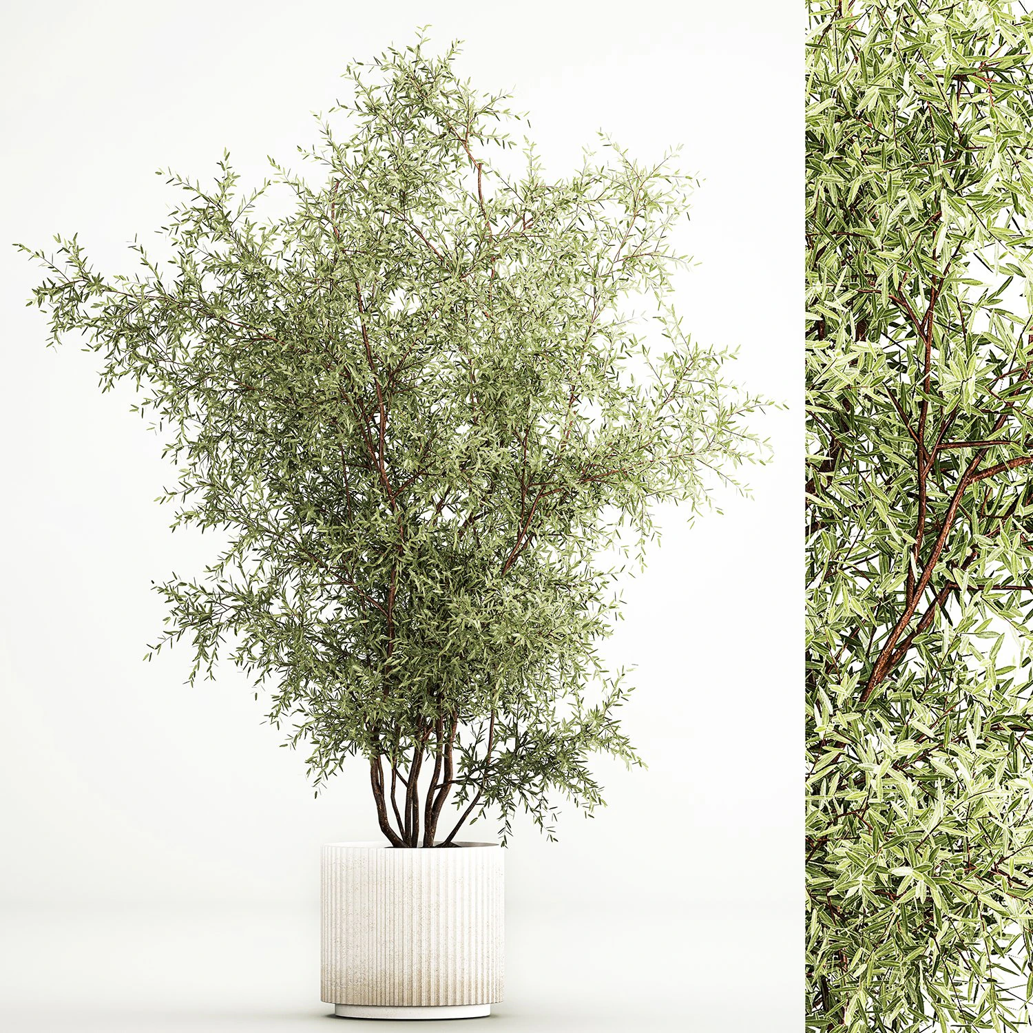 Decorative tree in flowerpots Olive and Elaeagnus 222 3D Model .c4d .max .obj .3ds .fbx .stl .blend 