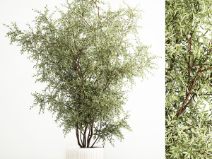 Decorative tree in flowerpots Olive and Elaeagnus 222 3D Model