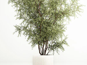 Decorative tree in flowerpots Olive and Elaeagnus 222 3D Model
