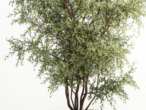 Decorative tree in flowerpots Olive and Elaeagnus 222 3D Model