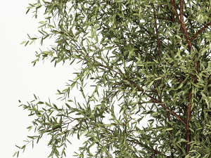 Decorative tree in flowerpots Olive and Elaeagnus 222 3D Model