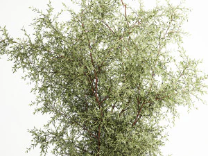 Decorative tree in flowerpots Olive and Elaeagnus 222 3D Model