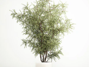Decorative tree in flowerpots Olive and Elaeagnus 222 3D Model