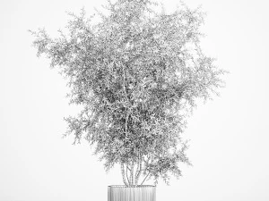 Decorative tree in flowerpots Olive and Elaeagnus 222 3D Model