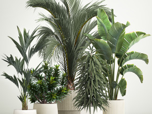 Set of plants in pots Strelitzia palm and Dracaena 1223 3D Model