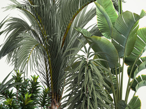 Set of plants in pots Strelitzia palm and Dracaena 1223 3D Model