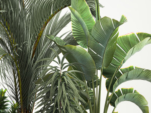 Set of plants in pots Strelitzia palm and Dracaena 1223 3D Model