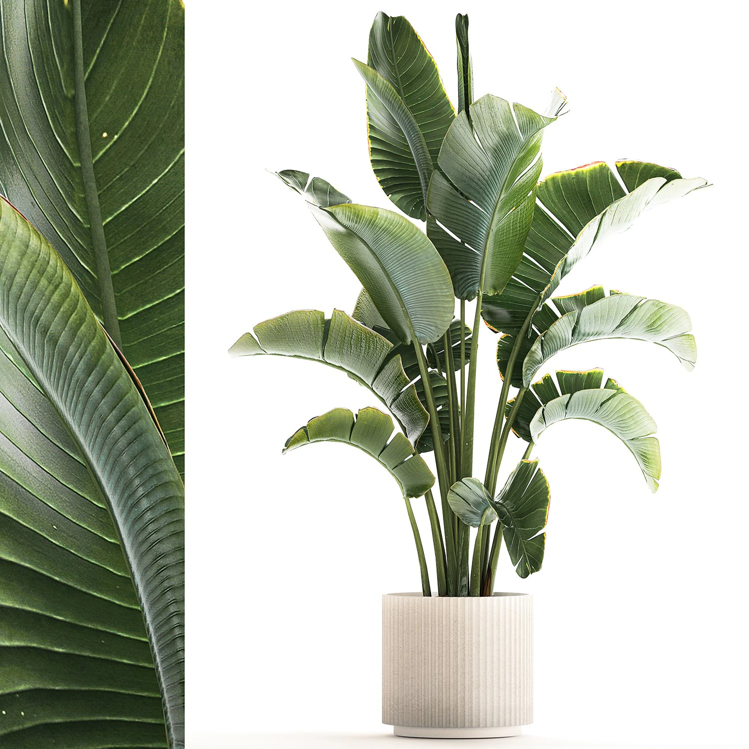 Strelitzia and Ravenala palm bush in a flower pot 1224 3D Model .c4d .max .obj .3ds .fbx .stl .blend
