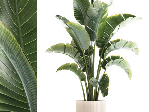 Strelitzia and Ravenala palm bush in a flower pot 1224 3D Model
