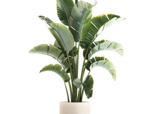 Strelitzia and Ravenala palm bush in a flower pot 1224 Modello 3D