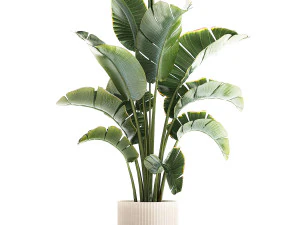 Strelitzia and Ravenala palm bush in a flower pot 1224 3D Model