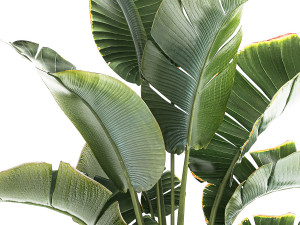 Strelitzia and Ravenala palm bush in a flower pot 1224 Modello 3D