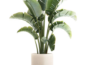 Strelitzia and Ravenala palm bush in a flower pot 1224 3D Model