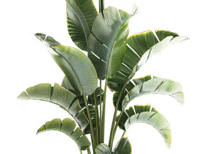 Strelitzia and Ravenala palm bush in a flower pot 1224 3D Model