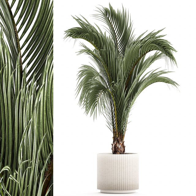 Areca And Hedyscepe Palm Bush In Flowerpot 1225 3D 모델 .c4d .max .obj .3ds .fbx .stl .blend 