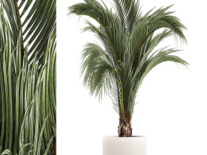 Areca And Hedyscepe Palm Bush In Flowerpot 1225 3D Model