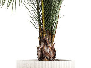 Areca And Hedyscepe Palm Bush In Flowerpot 1225 3D 모델