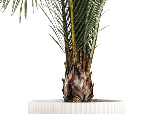 Areca And Hedyscepe Palm Bush In Flowerpot 1225 3D Model