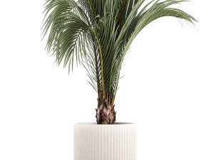 Areca And Hedyscepe Palm Bush In Flowerpot 1225 3D 모델