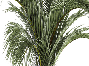 Areca And Hedyscepe Palm Bush In Flowerpot 1225 3D 모델
