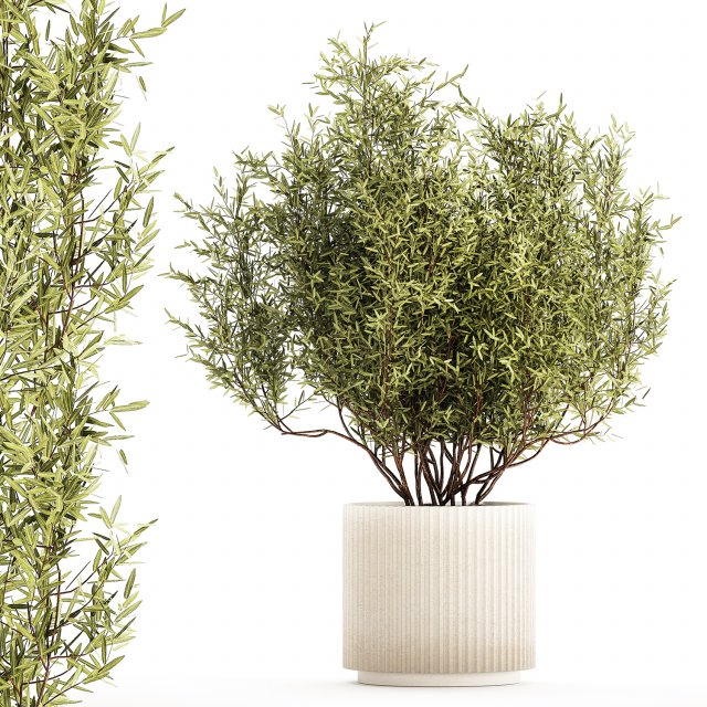 Decorative tree in flowerpots Olive and Elaeagnus 1226 Modelo 3D .c4d .max .obj .3ds .fbx .stl .blend 