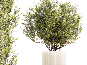 Decorative tree in flowerpots Olive and Elaeagnus 1226 Modelo 3D