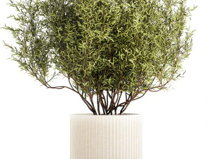 Decorative tree in flowerpots Olive and Elaeagnus 1226 3D Model