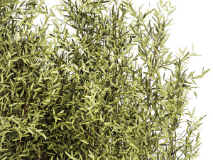 Decorative tree in flowerpots Olive and Elaeagnus 1226 Modelo 3D