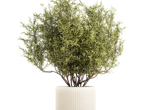 Decorative tree in flowerpots Olive and Elaeagnus 1226 Modelo 3D