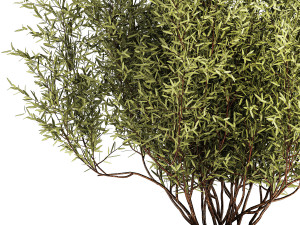Decorative tree in flowerpots Olive and Elaeagnus 1226 Modelo 3D