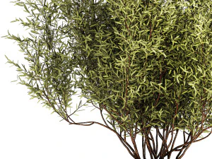 Decorative tree in flowerpots Olive and Elaeagnus 1226 3D Model