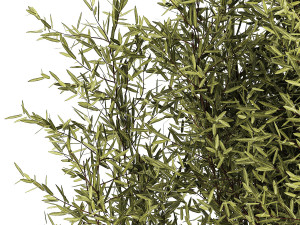 Decorative tree in flowerpots Olive and Elaeagnus 1226 Modelo 3D