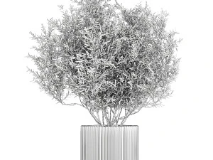 Decorative tree in flowerpots Olive and Elaeagnus 1226 3D Model