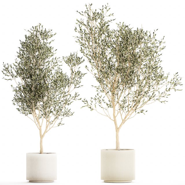 Beautiful Olive Elaeagnus Trees in Flower Pot for Interior 1227 3Dモデル .c4d .max .obj .3ds .fbx .stl .blend 