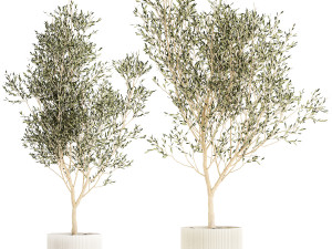 Beautiful Olive Elaeagnus Trees in Flower Pot for Interior 1227 3D Model