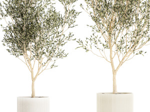 Beautiful Olive Elaeagnus Trees in Flower Pot for Interior 1227 3Dモデル