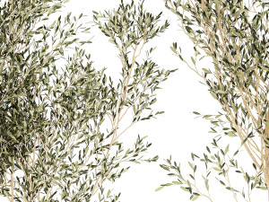 Beautiful Olive Elaeagnus Trees in Flower Pot for Interior 1227 3Dモデル