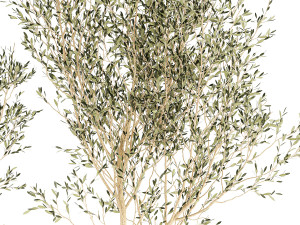 Beautiful Olive Elaeagnus Trees in Flower Pot for Interior 1227 3Dモデル