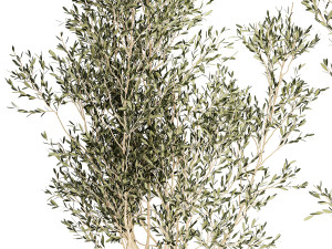 Beautiful Olive Elaeagnus Trees in Flower Pot for Interior 1227 3Dモデル