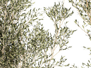 Beautiful Olive Elaeagnus Trees in Flower Pot for Interior 1227 3Dモデル